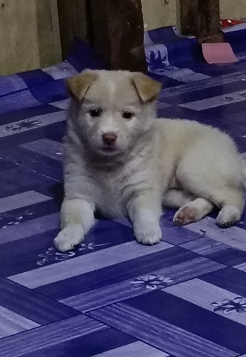 angelicadelamidagamot (@047hjgunod) — my photo № 1