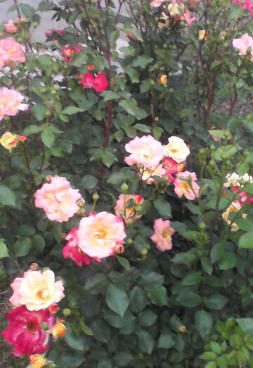 Eldar (@eldar3460) — my photo № 1
