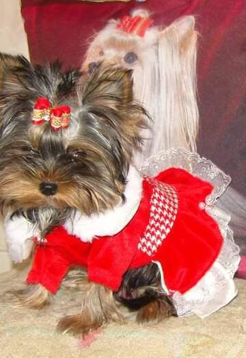 petar (@petar137) — my photo № 18