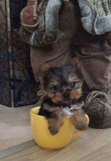 petar (@petar137) — my photo № 19