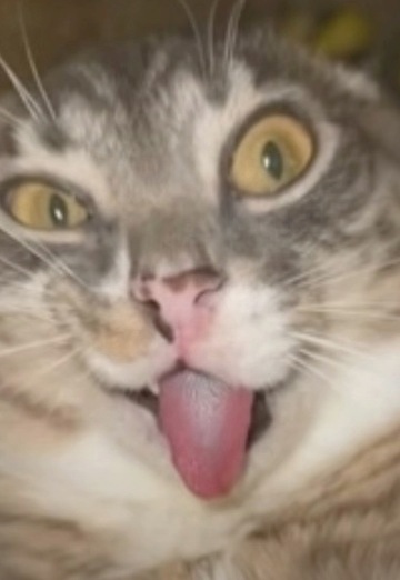 pashoktarecan (@pashoktarecan) — my photo № 1