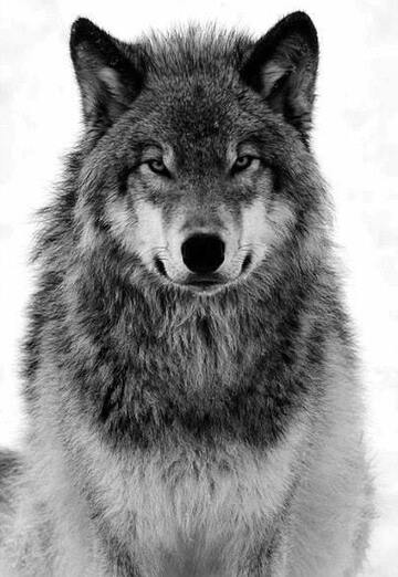 Pogranski Volk (@pogranski) — my photo № 1