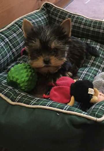 petar (@petar137) — my photo № 21